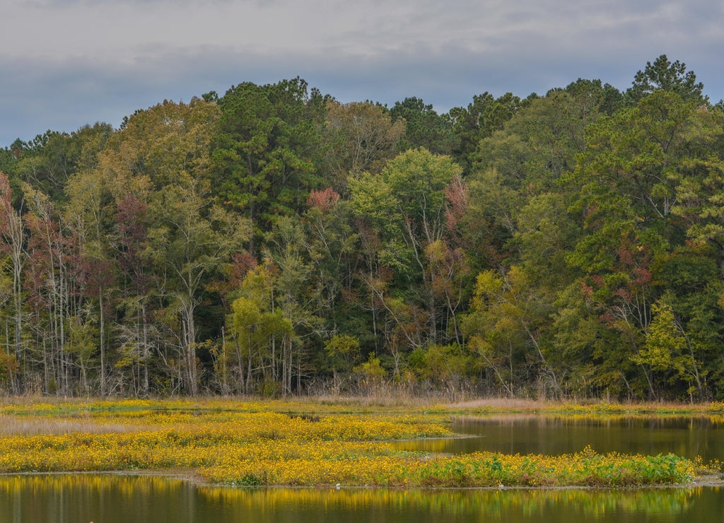 Beautiful wilderness landscape, in a remote part of Lincoln County, Mississippi