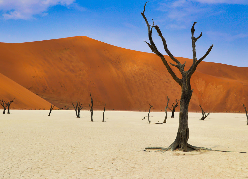 Dead Vlei (Namib-Naukluft Park) - Namibia Africa