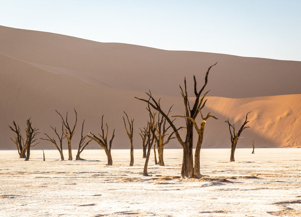 Deadvlei im Sossusvlei Park, Namibia