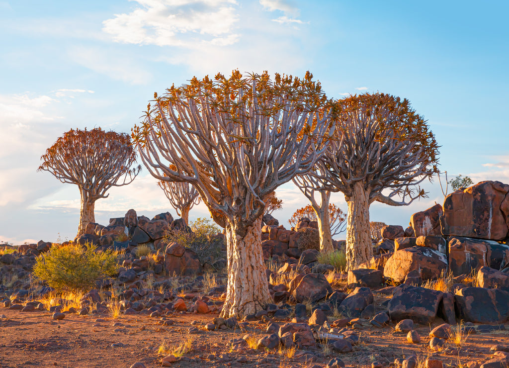 Sunrise at the Quiver Tree Forest near Keetmanshoop, Namibia