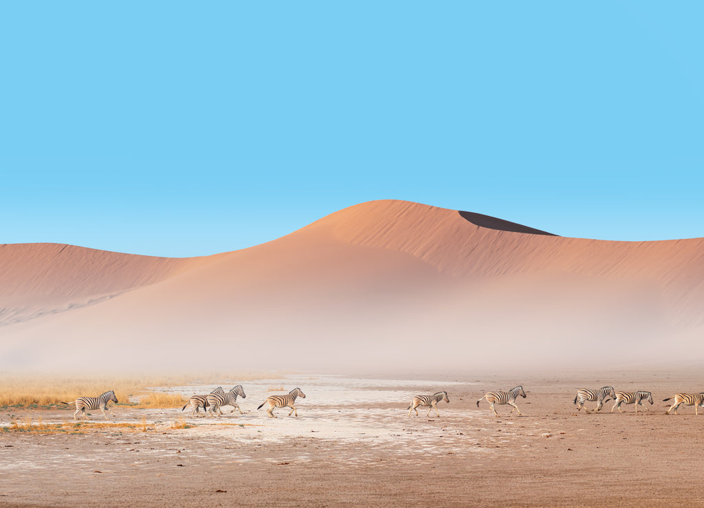 Amazing Zebras running across the African savannah Namib desert in the background - Etosha National Park, Namibia