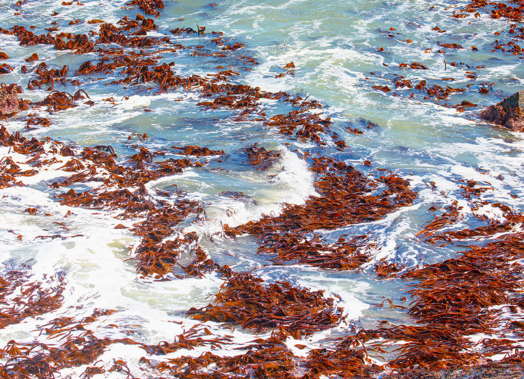 False red sea moss, a red algae species from the southern Atlantic Ocean - Namibia