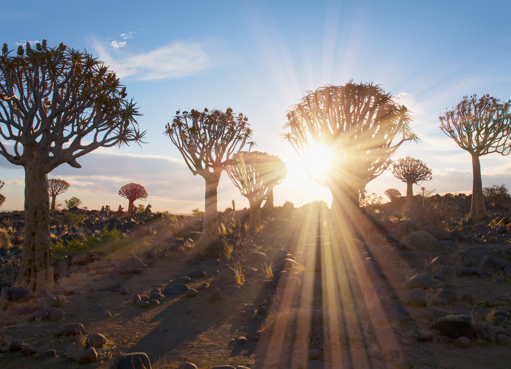 Sunrise at the Quiver Tree Forest near Keetmanshoop, Namibia