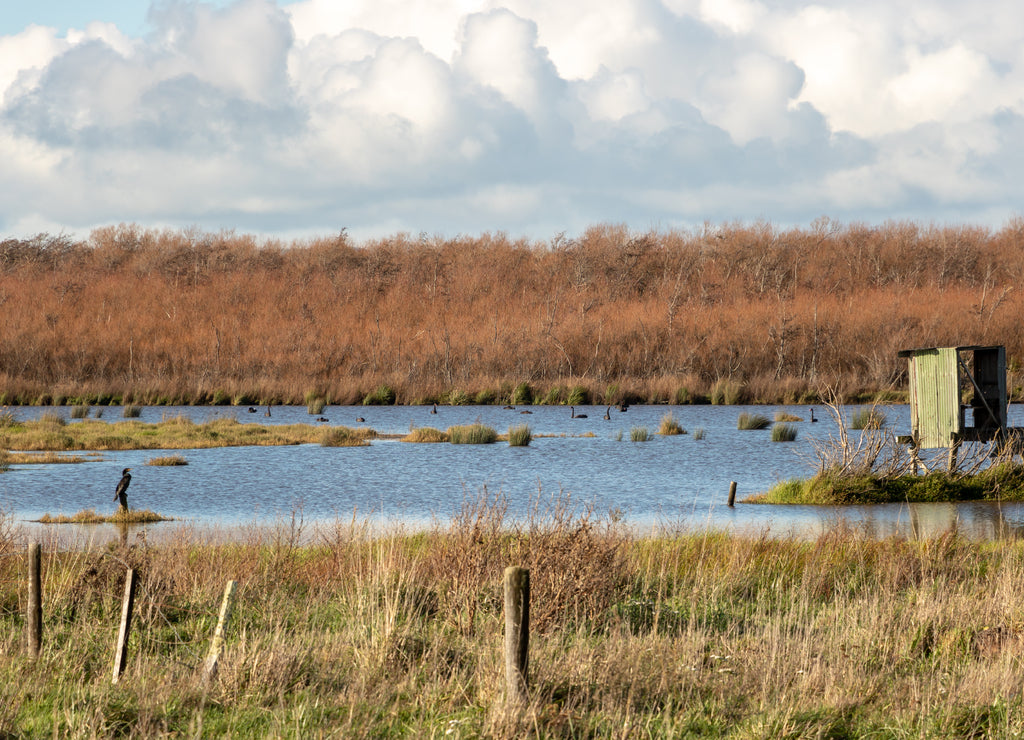 Duck Hunting Blind In New Zealand Lake Wairarapa