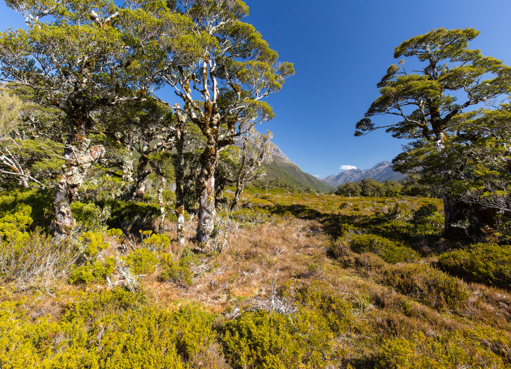 Valley near lake Howden Hut, Fjordland, New Zealand