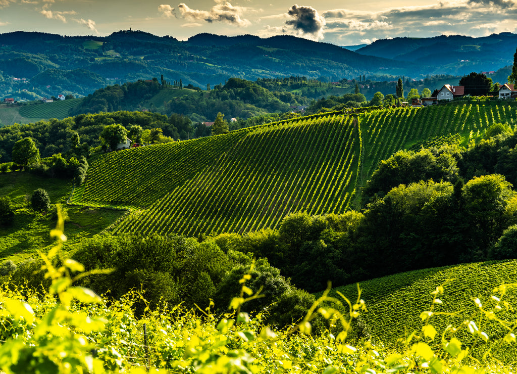 Austria, south styria vineyards travel destination. Tourist spot for vine