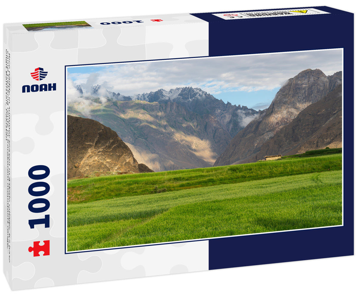 Rice paddy in summer season in Askole village, K2 base camp trekking route in Karakoram mountains range, Gilgit Baltistan, Pakistan