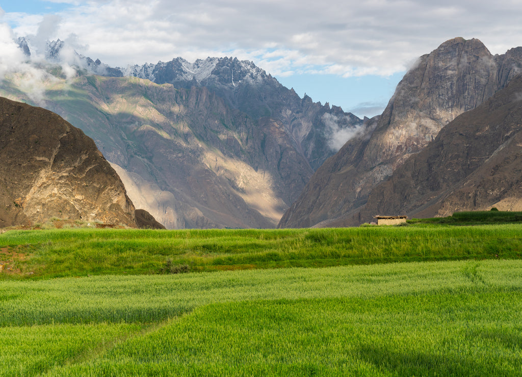 Rice paddy in summer season in Askole village, K2 base camp trekking route in Karakoram mountains range, Gilgit Baltistan, Pakistan