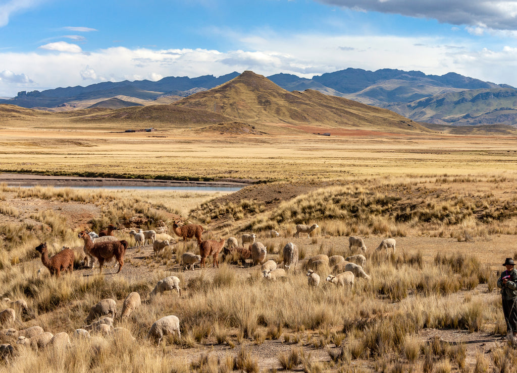 The Altiplano - Peru - South America