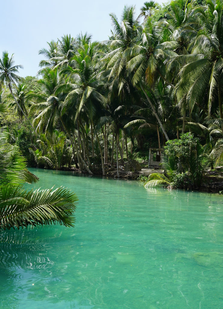 View of the beautiful jungle along a river near Kawasan Falls, Cebu, Philippines