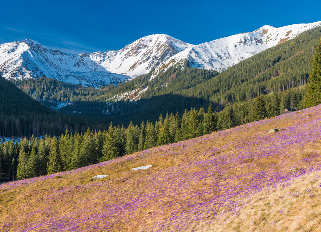 Tatra mountains, Poland, crocuses in Chocholowska valley