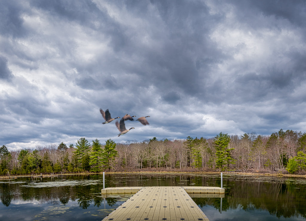The dock at Lake Wapalanne at Stokes State Forest New Jersey in early spring with Canadian geese