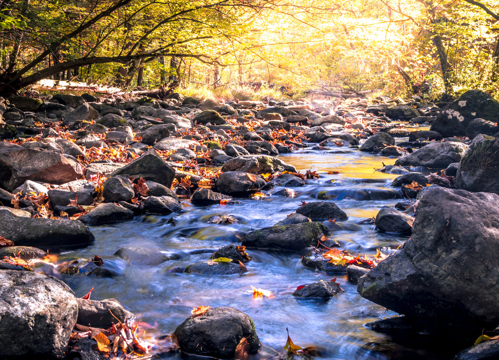 The Flatbrook River in Stokes State Forest, New Jersey, flows slowly along rocks and Autumn leaves illuminated by the soft glow of the sun