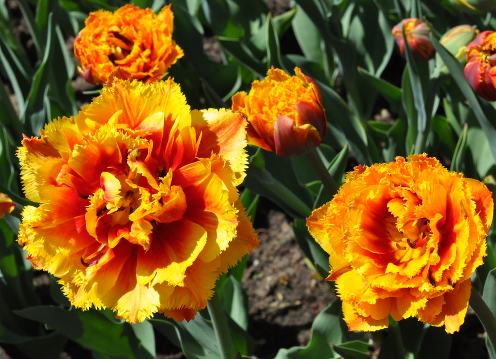 Tulips at 2014 Albany Tulip Festival in New York