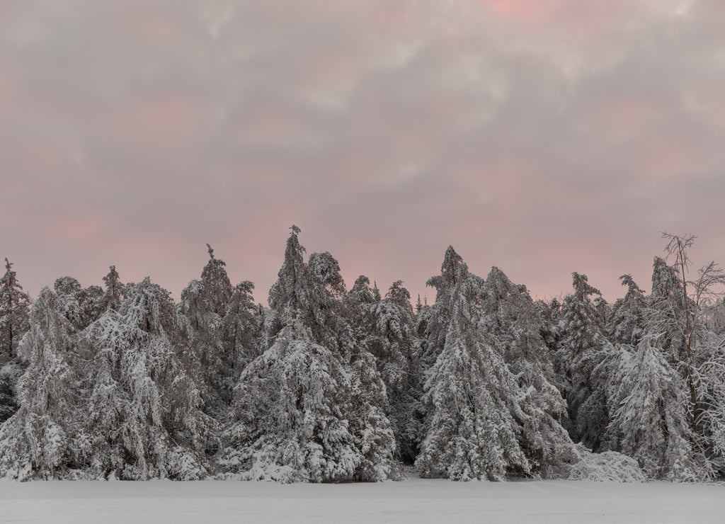 Mohawk Valley, New York State: Evergreens clad with snow after a storm, Herkimer County