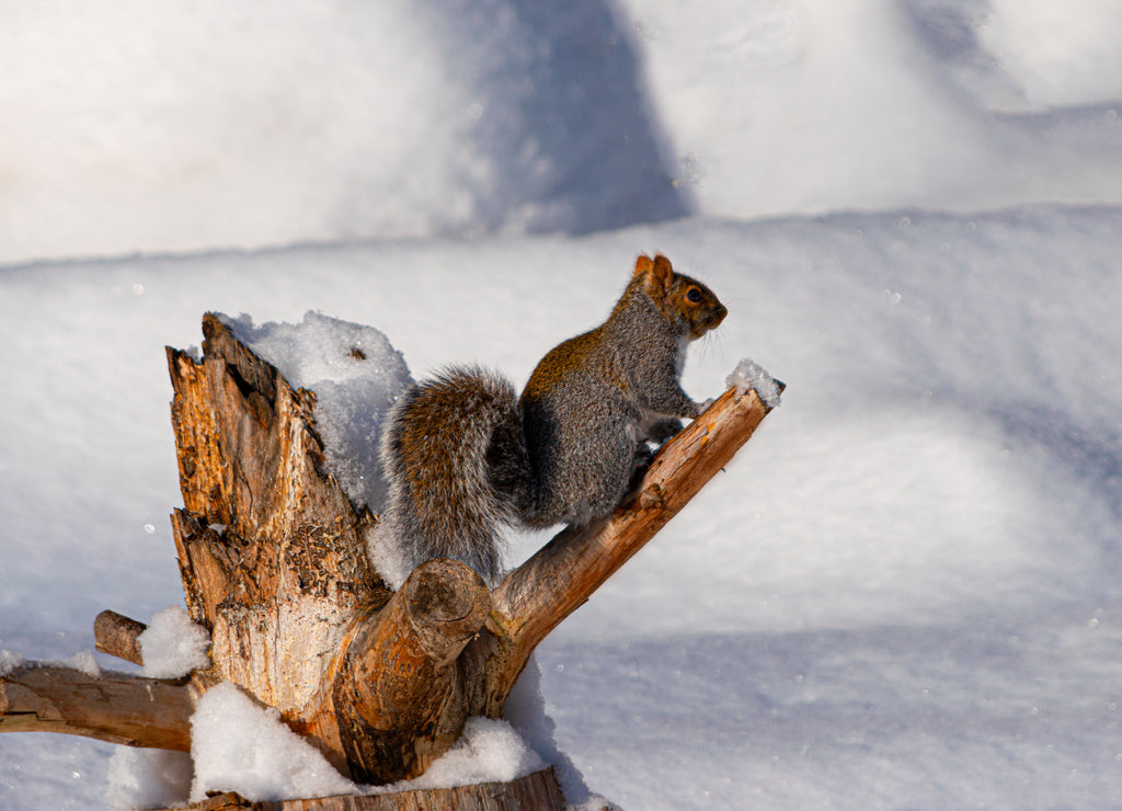 Squirrel in the snow,Windsor, Broome County, Upstate New York