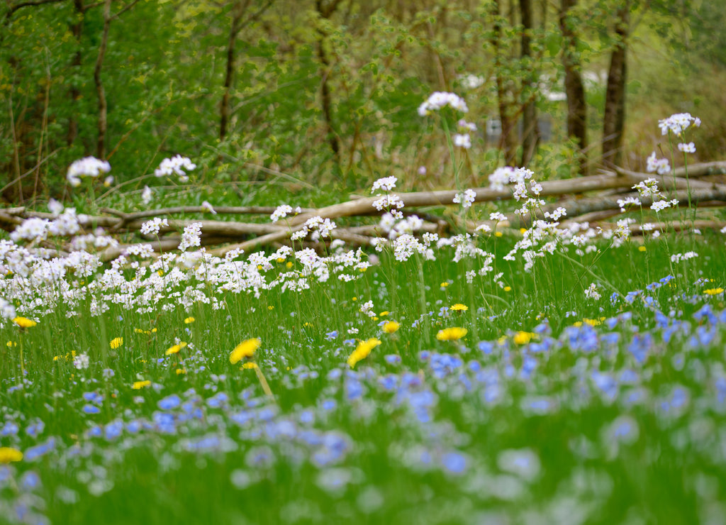 Wild Flowers or Weeds, it all depends on your Point of View. Ground-up view of weeds in our yard here in the small town of Windsor in Broome County in Upstate New York. Absract, moving in Wind