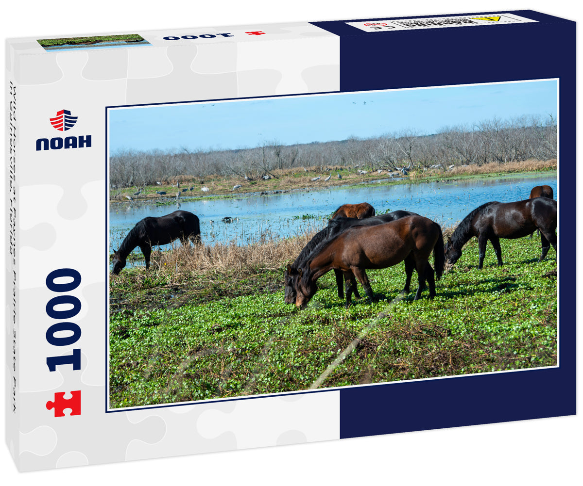 Wild Horses at Paynes Prairie State Park in Gainesville, Florida