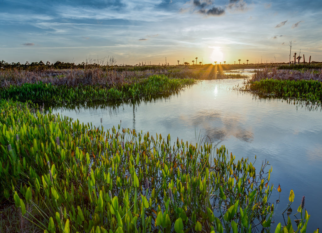 Lush Viera wetlands at sunset, Florida