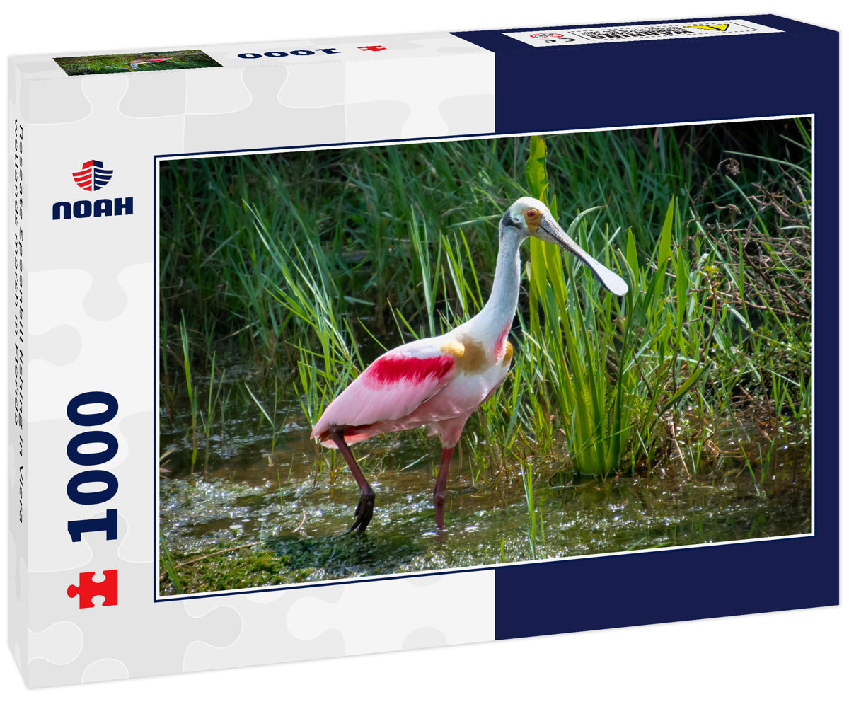 Roseate Spoonbill fishing in Viera wetlands marsh in Florida