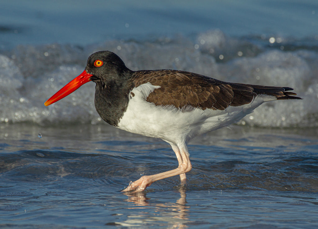 Oyster Catcher Walking Left at Fort DeSoto Park, Florida