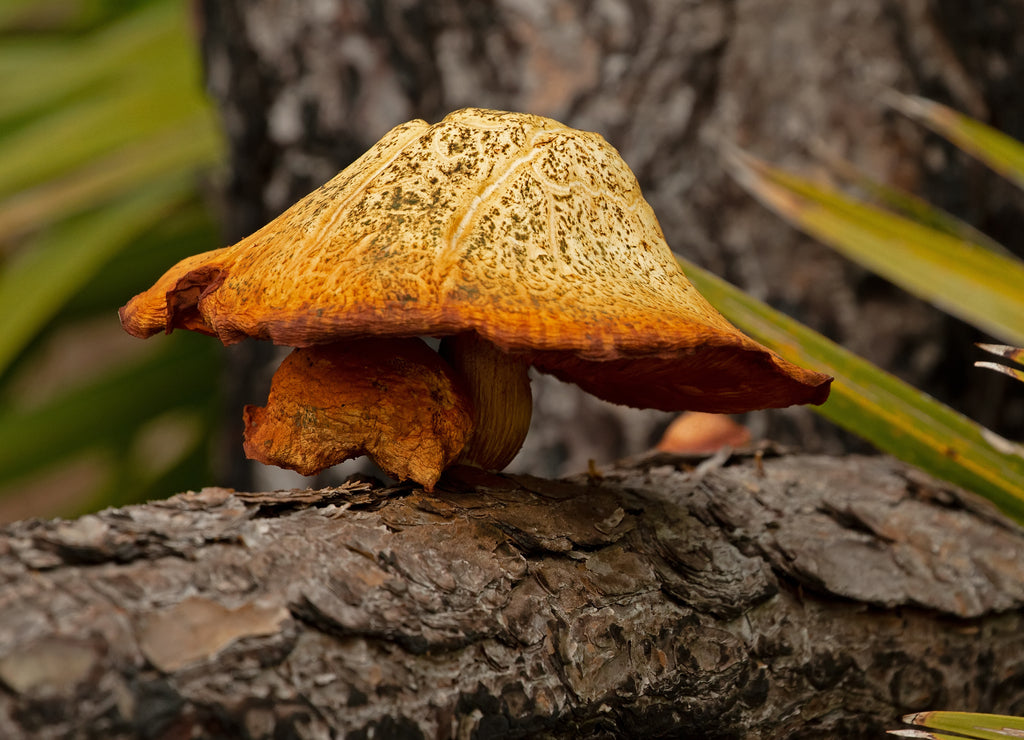 Mushroom portrait with a pine trunk, alligator point, apalachicola, Florida