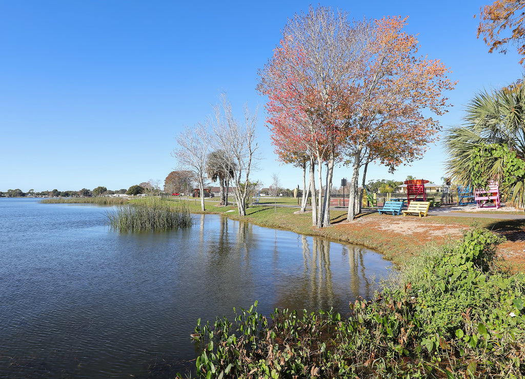 Red maple trees at Lake Dora in Wooten Park, Tavares, Florida
