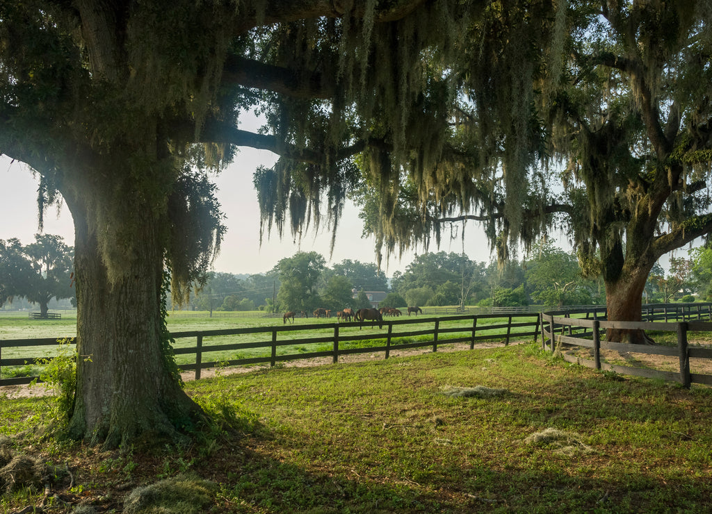 Ocala Florida horse farm scenic