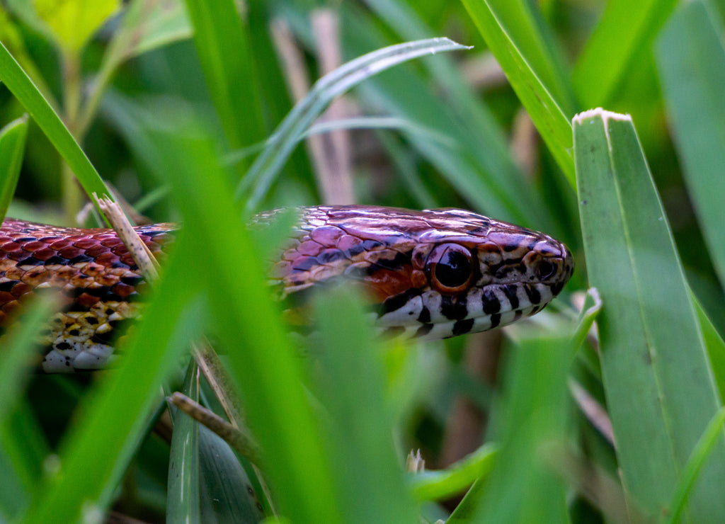Corn Snake (Pantherophis guttatus) crawling through a backyard in Stuart, Florida, USA