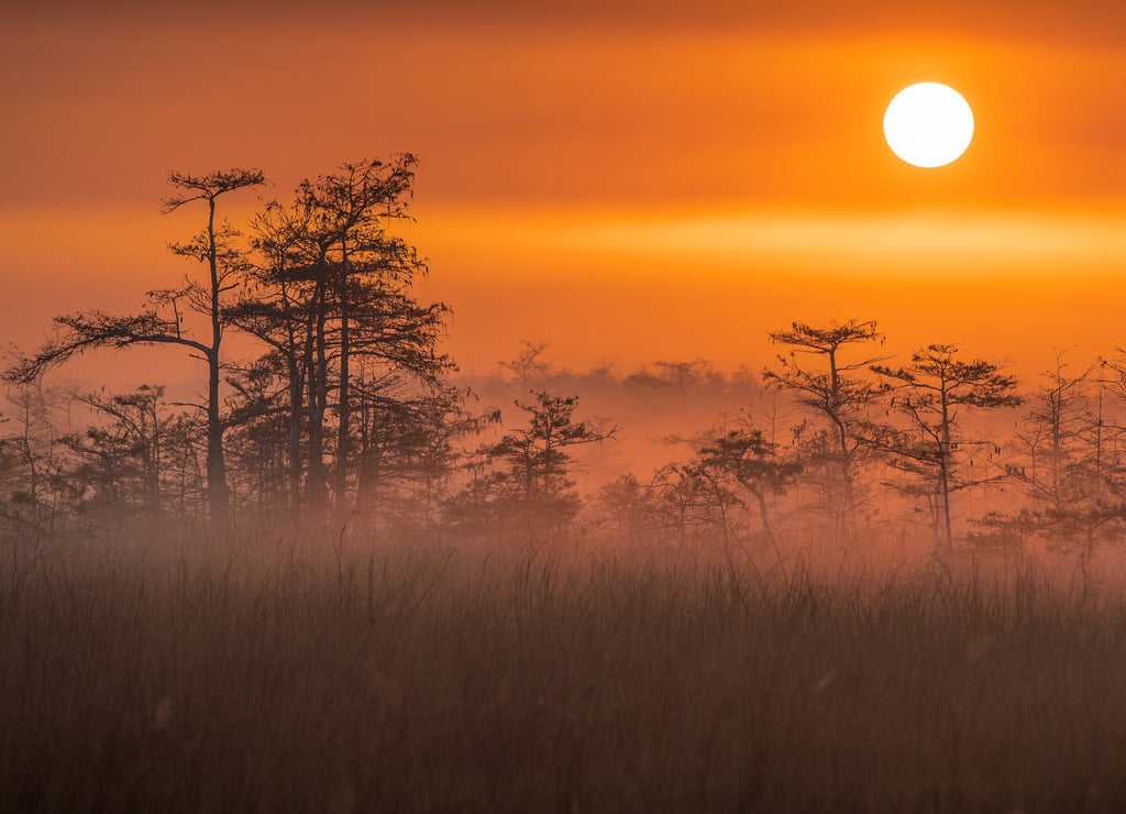 Everglades at Sunrise