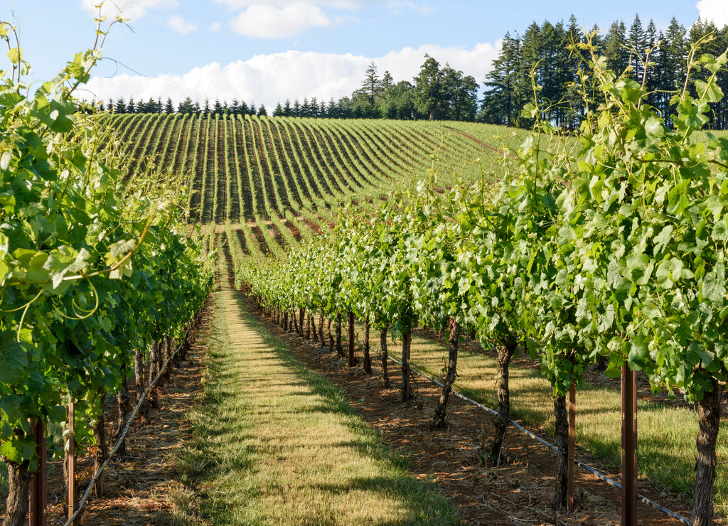 Springtime in the Grape Fields of Western Oregon