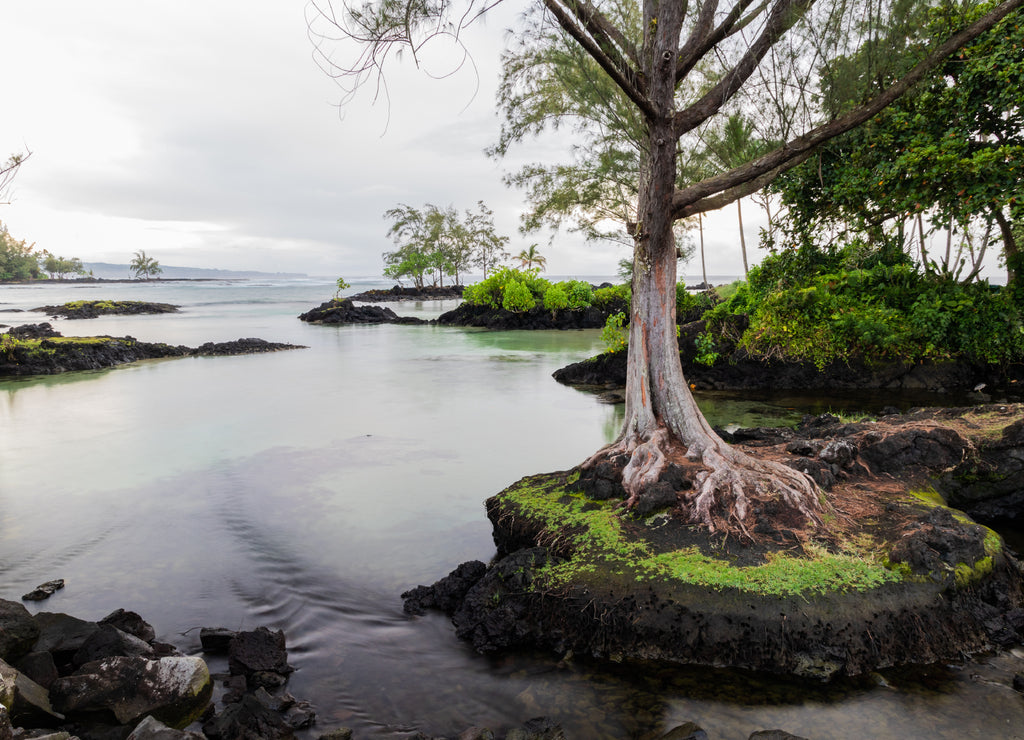 Tranquil inlet at Hawaiian beach in Hilo, Hawaii. Tree standing on protrucing rock; rocky outcrops and vegetation in background. Clear pool leads towards the ocean