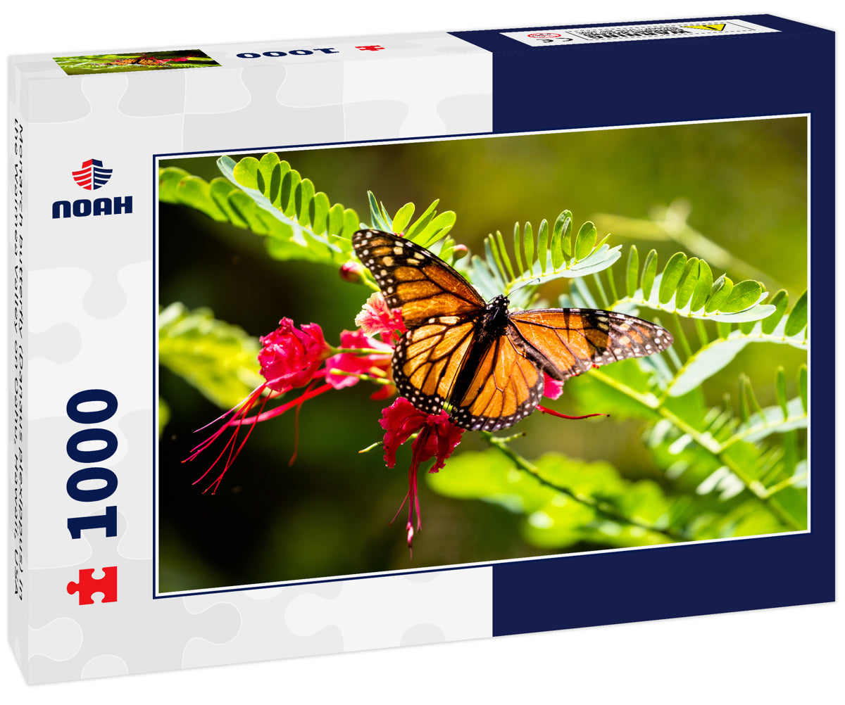 Monarch butterfly (Danaus plexippus) in the Waimea Valley on Oahu, Hawaii, USA