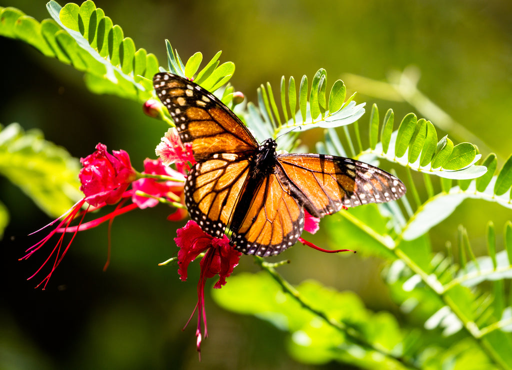 Monarch butterfly (Danaus plexippus) in the Waimea Valley on Oahu, Hawaii, USA