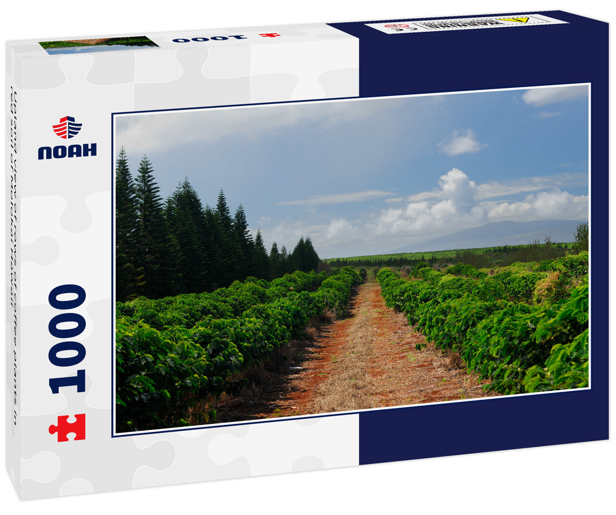 Upland view of rows of coffee plants in red soil of Molokai Hawaii