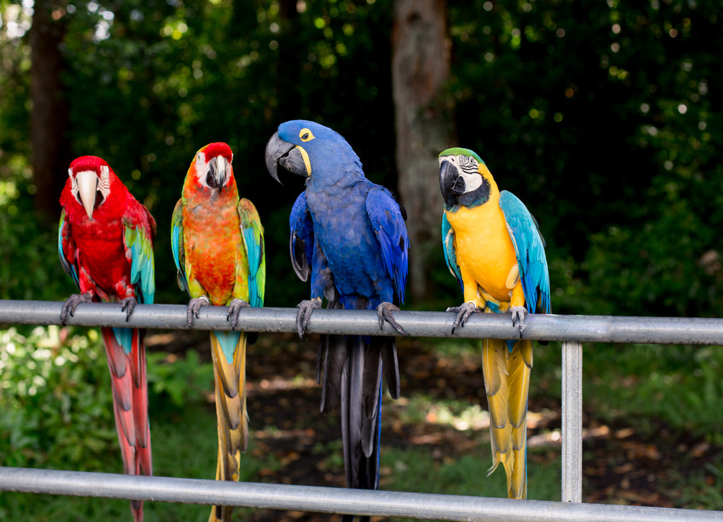 Tropical Birds in Maui, Hawaii