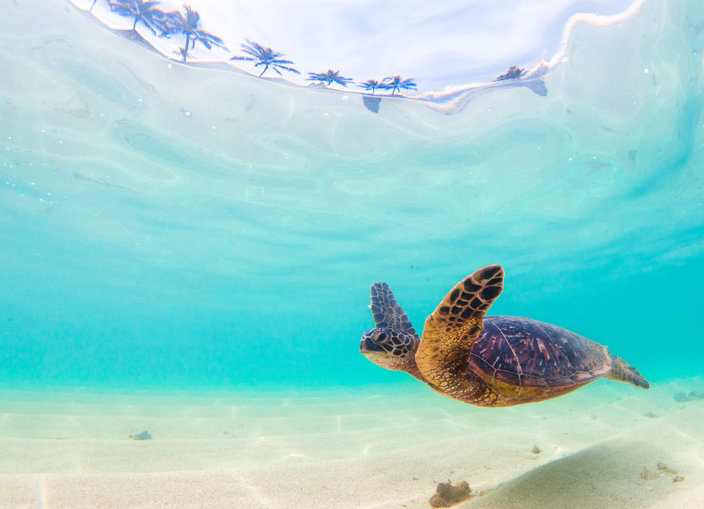 Endangered Hawaiian Green Sea Turtle cruises in the warm waters of the Pacific Ocean in Hawaii