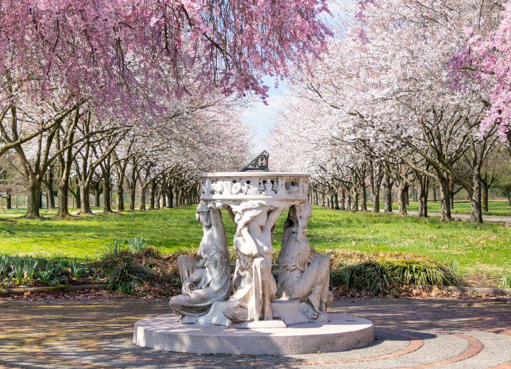 Sundial and Beautiful Pink Cherry Blossoms Landscape with Trees in Full Bloom and No People in Fairmount Park, Philadelphia, Pennsylvania, USA
