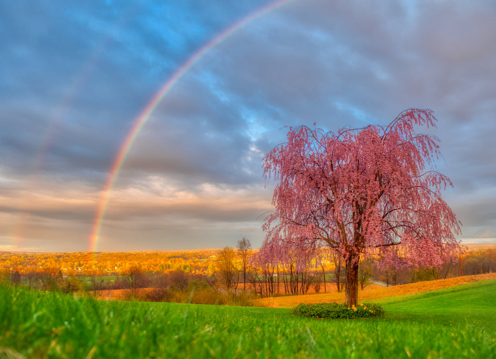 Stunning rainbow over a pink tree at a grassy field in Venango, Pennsylvania