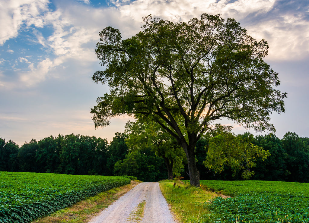 Tree on a dirt road in rural York County, Pennsylvania