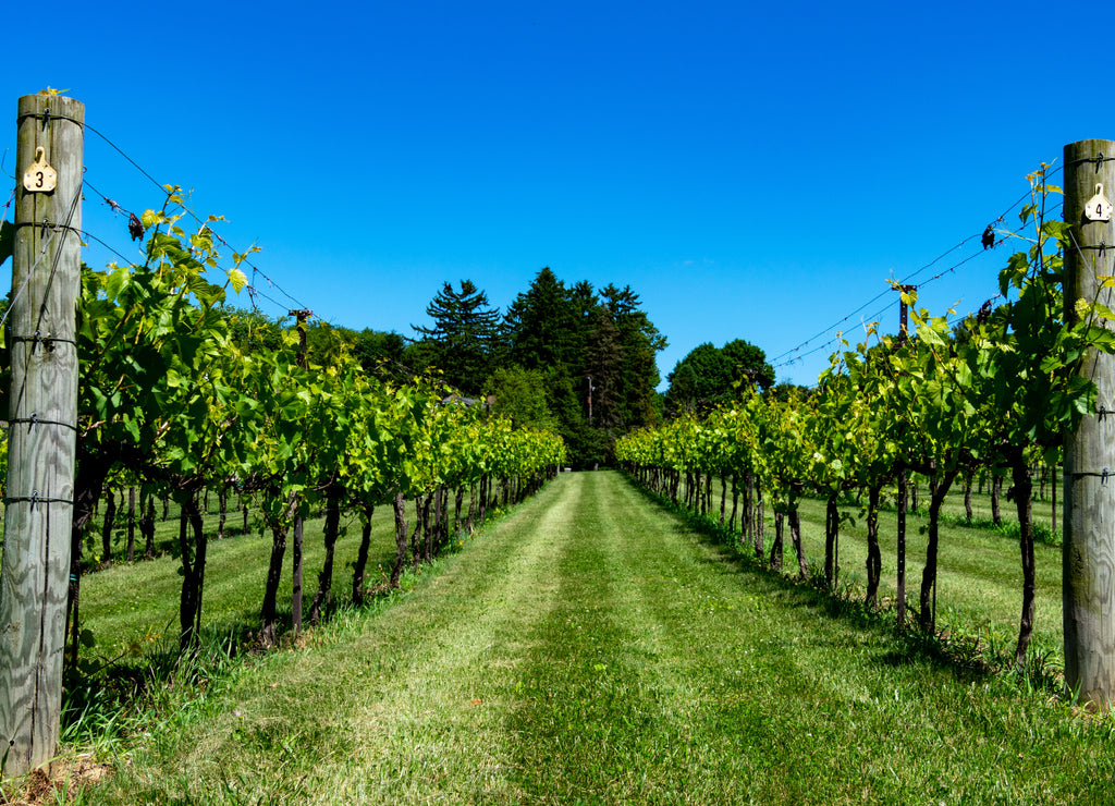 Vineyard in the Lehigh Valley in Pennsylvania