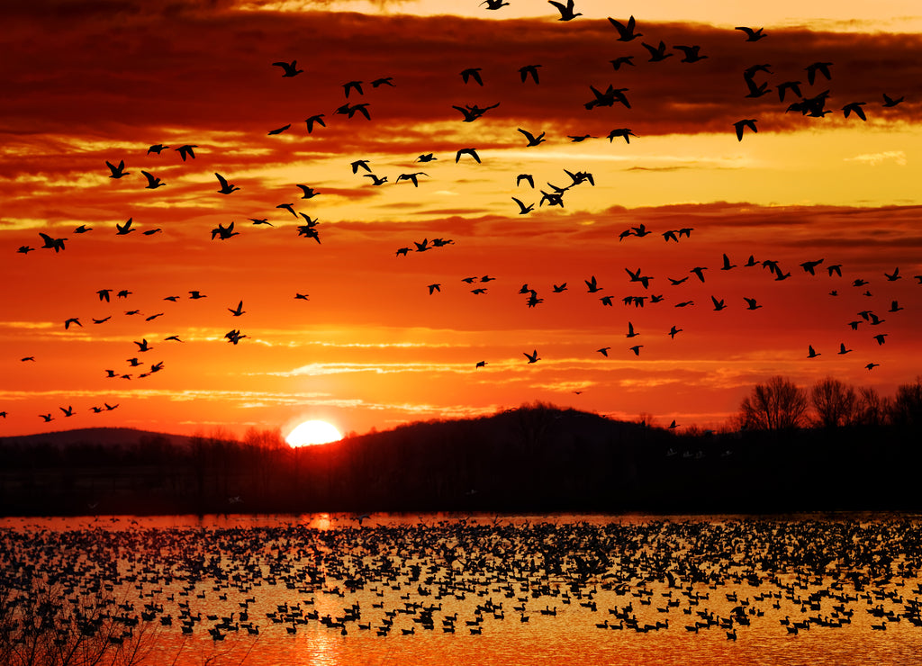 Migrating Snow Geese fly from a lake, Lancaster County, Pennsylvania, USA
