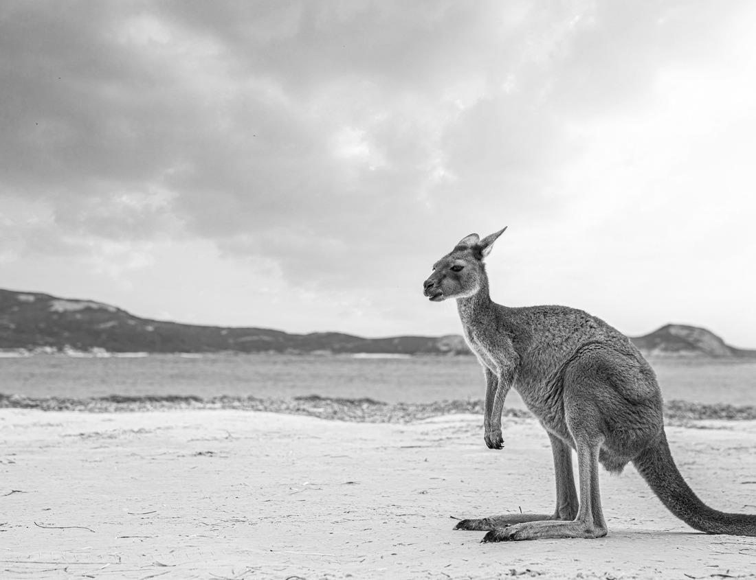 Noah Jigsaw Puzzle Nardò - Salandra Square in the beautiful baroque village of Nardò in Puglia, Italy in black white 1000 pieces