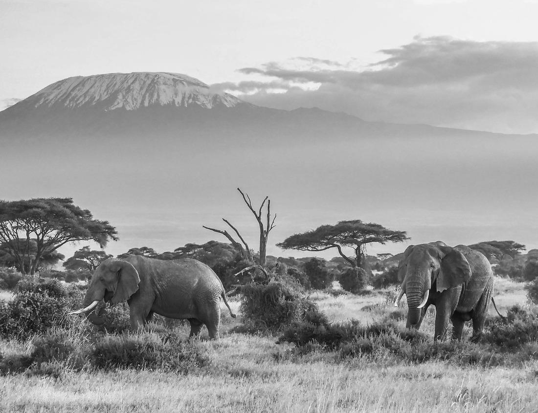 Noah Jigsaw Puzzle Aerial view of Ruda Slaska city center in black white 1000 pieces