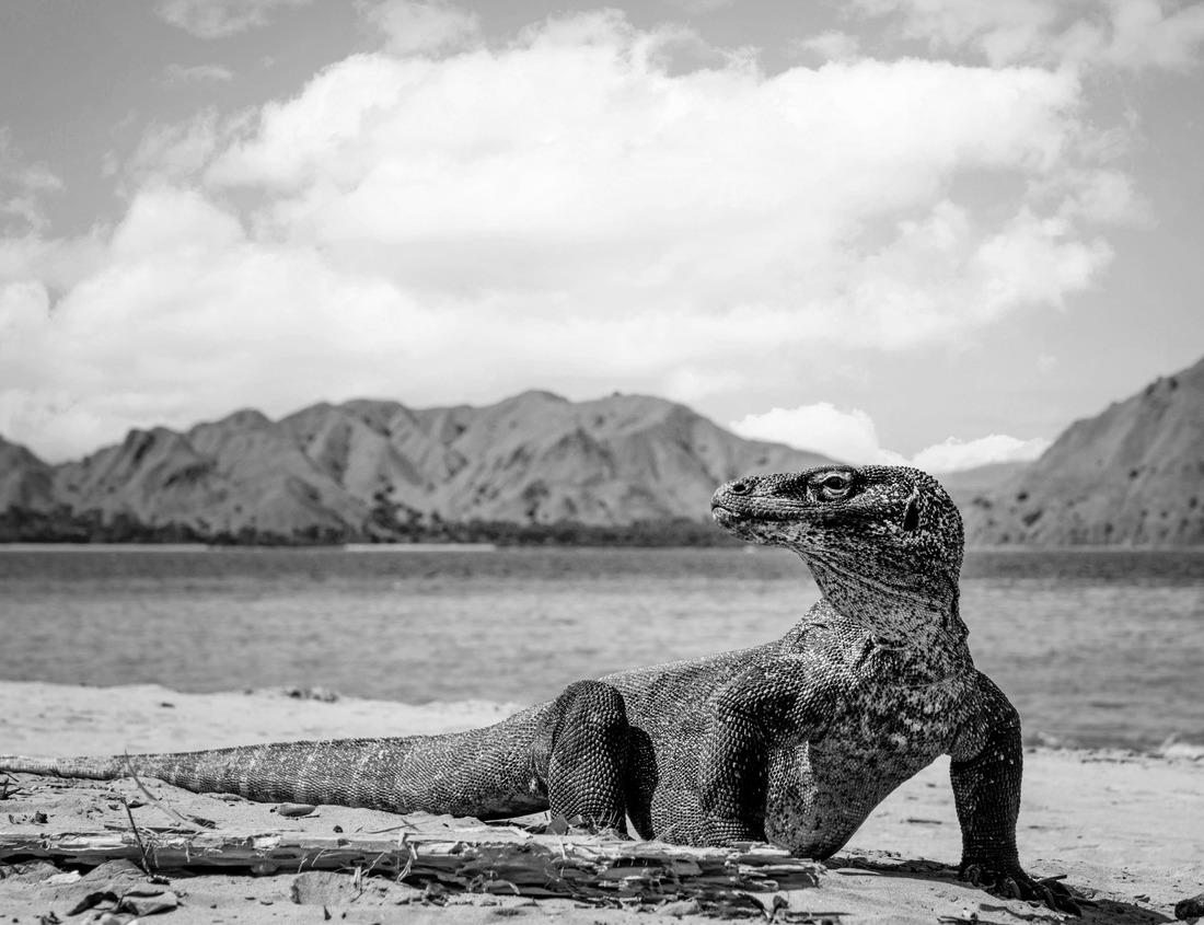 Noah Jigsaw Puzzle Landscape of Makuhari New City, Chiba Prefecture, Japan. Makuhari is a new business district near Tokyo in black white 1000 pieces