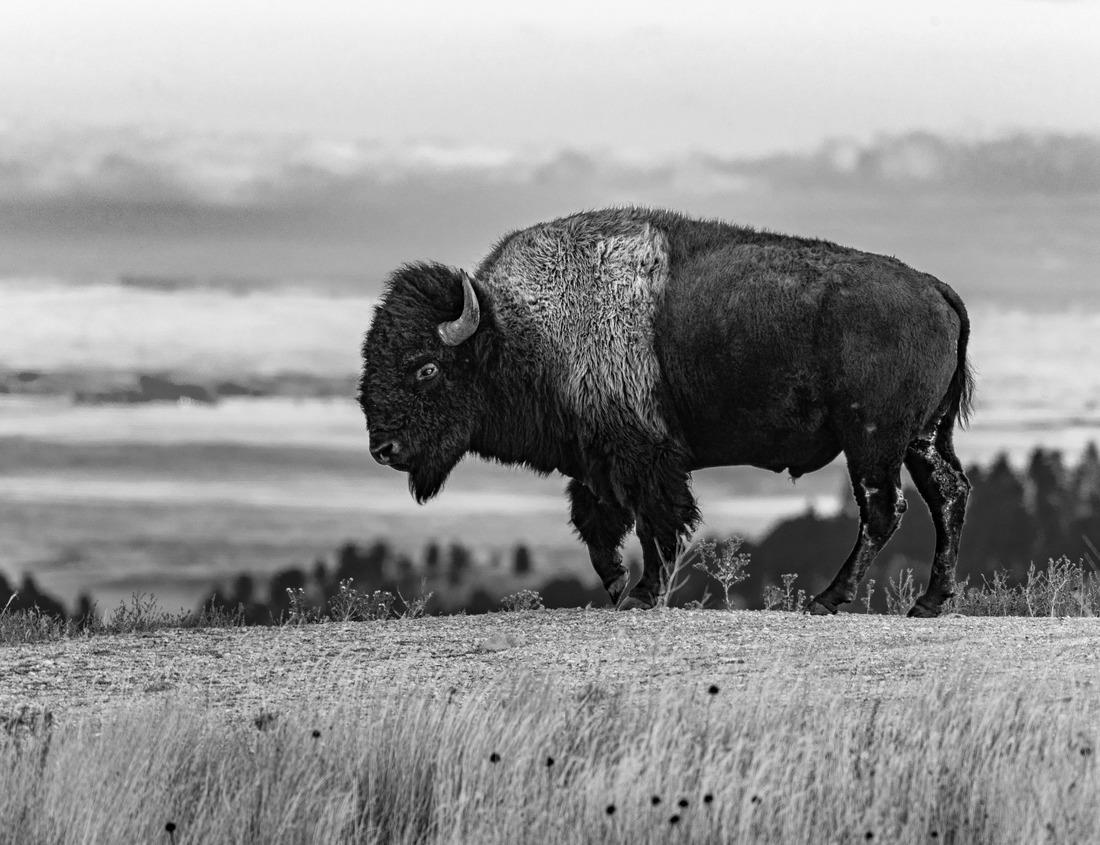 Noah Jigsaw Puzzle Indianapolis, Indiana, USA skyline on the White River at dusk in black white 1000 pieces