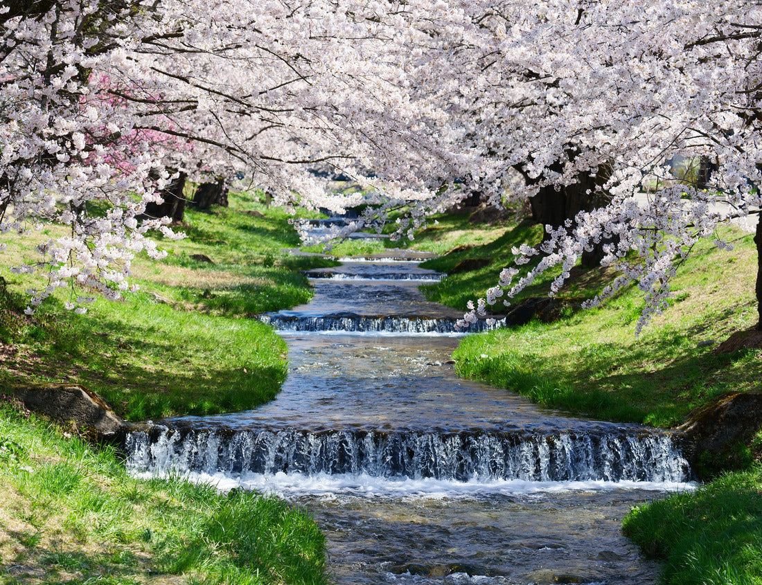 Noah Jigsaw Puzzle Japanese Springtime.The row of cherry trees along the Kannonjigawa River. Inawashiro, Fukushima, Japan 1000 pieces