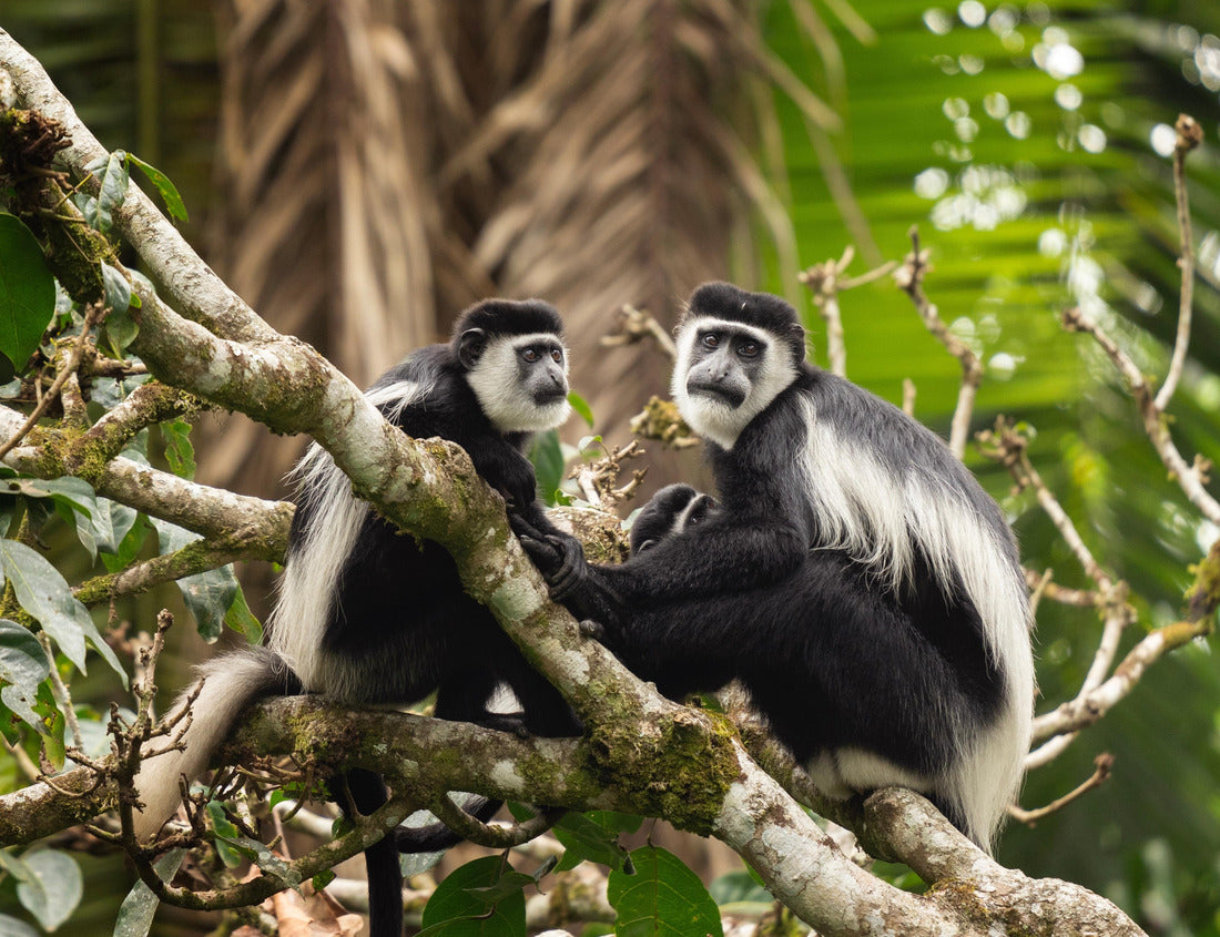 Noah Jigsaw Puzzle Mantled guereza on the branch. Group of guerezas in Uganda 1000 pieces