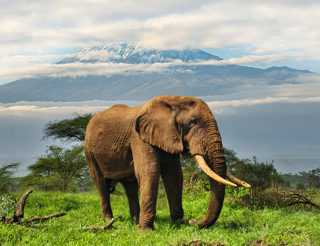 Noah Jigsaw Puzzle Elephants and Mount Kilimanjaro in Amboseli National Park 1000 pieces