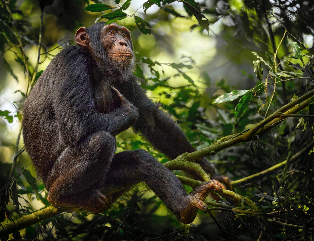 Noah Jigsaw Puzzle Chimpanzee, Pan troglodytes, at the tree in Kibale National Park, Uganda, dark forest. Black ape in nature, Uganda in Africa 1000 pieces